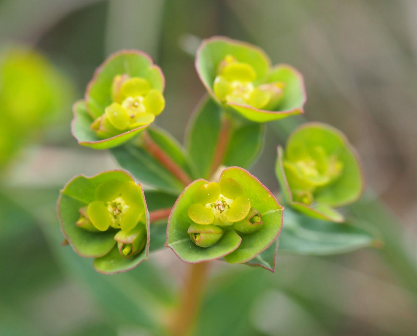 Spurge, [Duval] flower